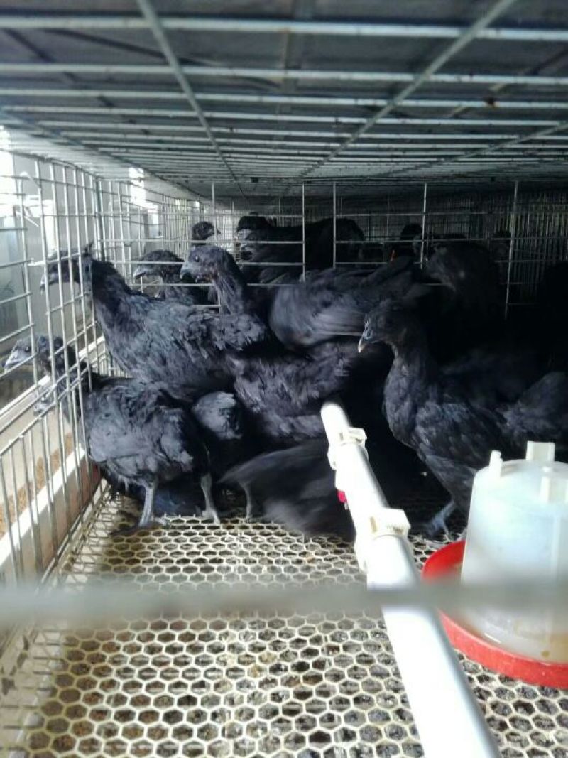 脱温鸡五黑乌鸡脱温苗青年鸡厂家直销