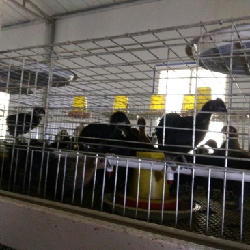 脱温鸡五黑乌鸡脱温苗青年鸡厂家直销