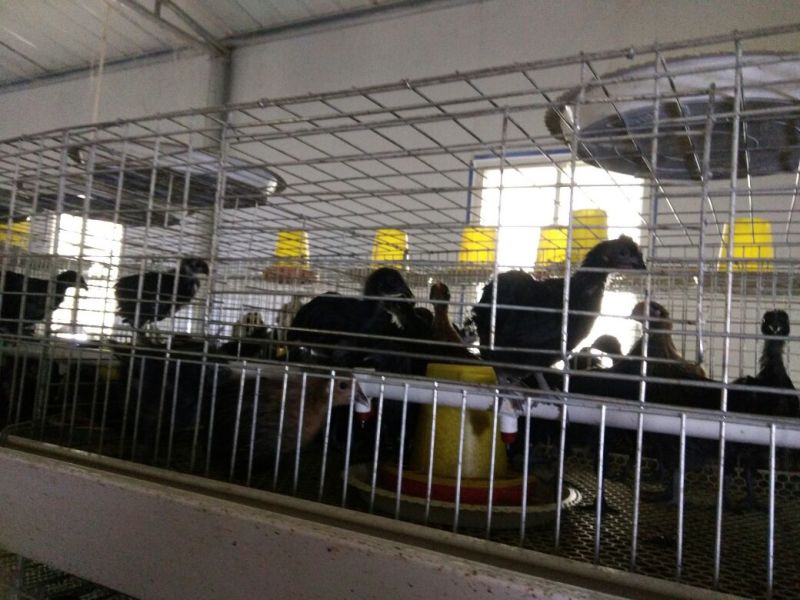 脱温鸡五黑乌鸡脱温苗青年鸡厂家直销