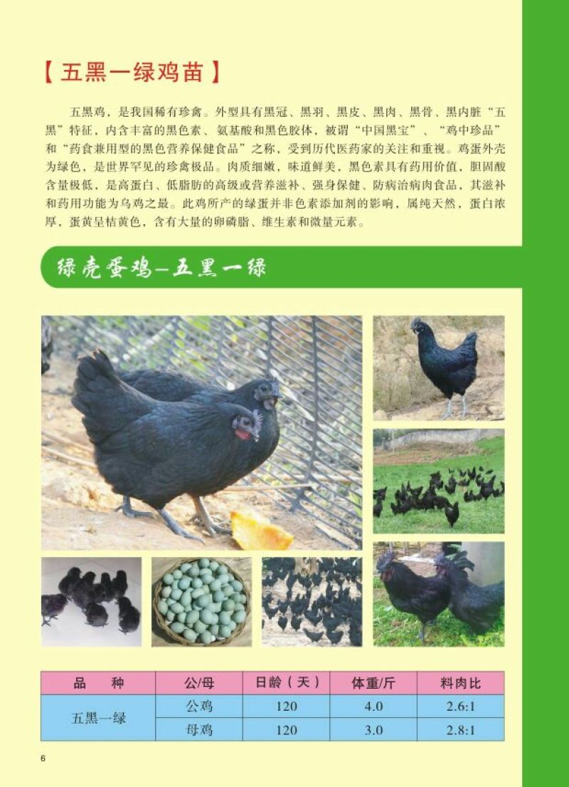 脱温鸡五黑乌鸡脱温苗青年鸡厂家直销