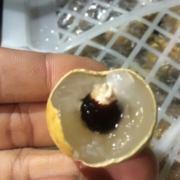 龙眼25毫米以上精品！量大从优