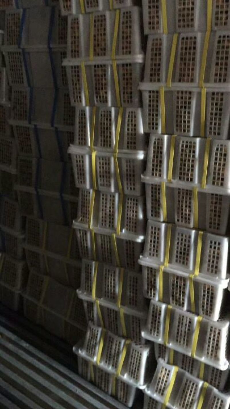 龙眼25毫米以上精品！量大从优