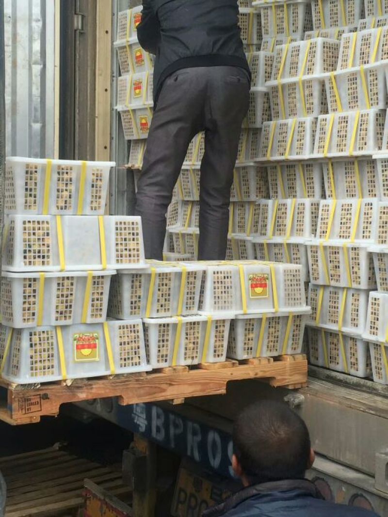 龙眼25毫米以上精品！量大从优
