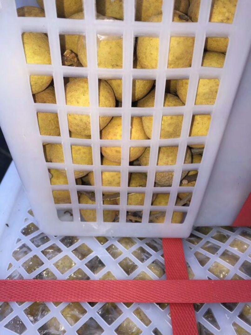 龙眼25毫米以上精品！量大从优