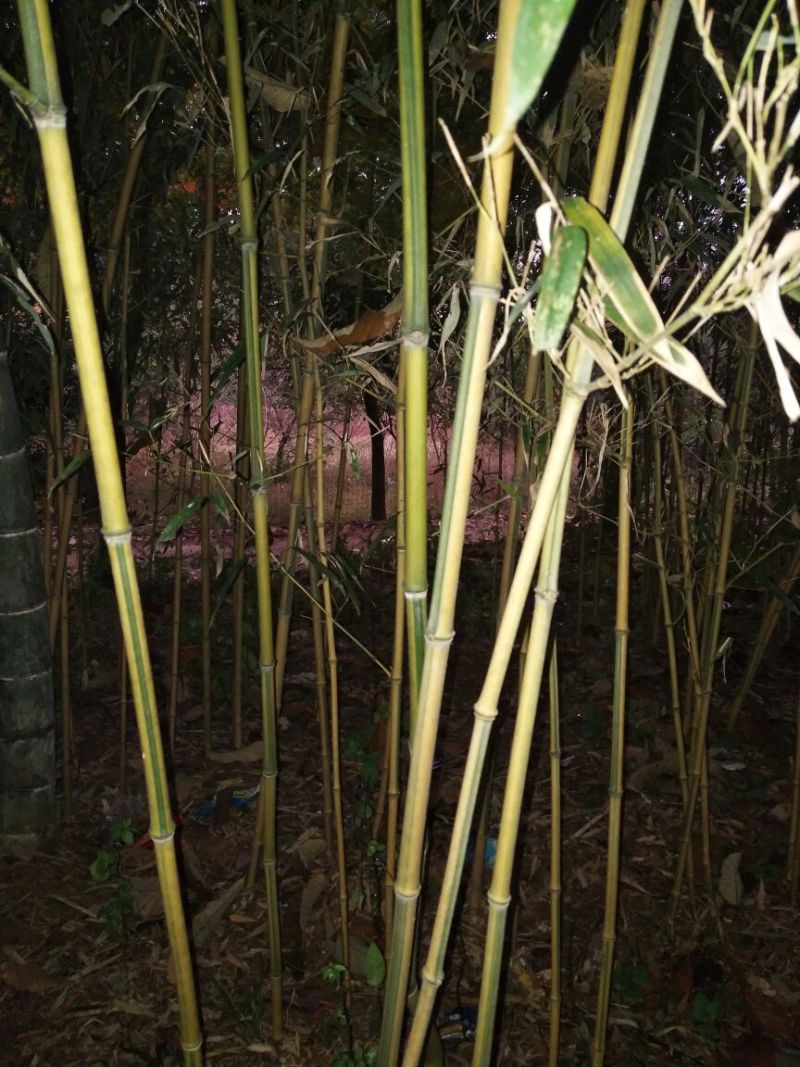 金镶玉竹1~2m