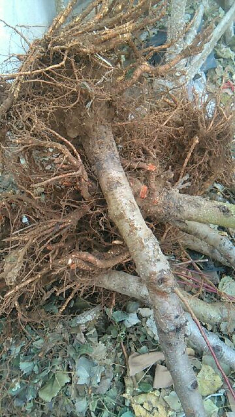 黄桃树苗品种纯正包技术指导包成活80cm以上