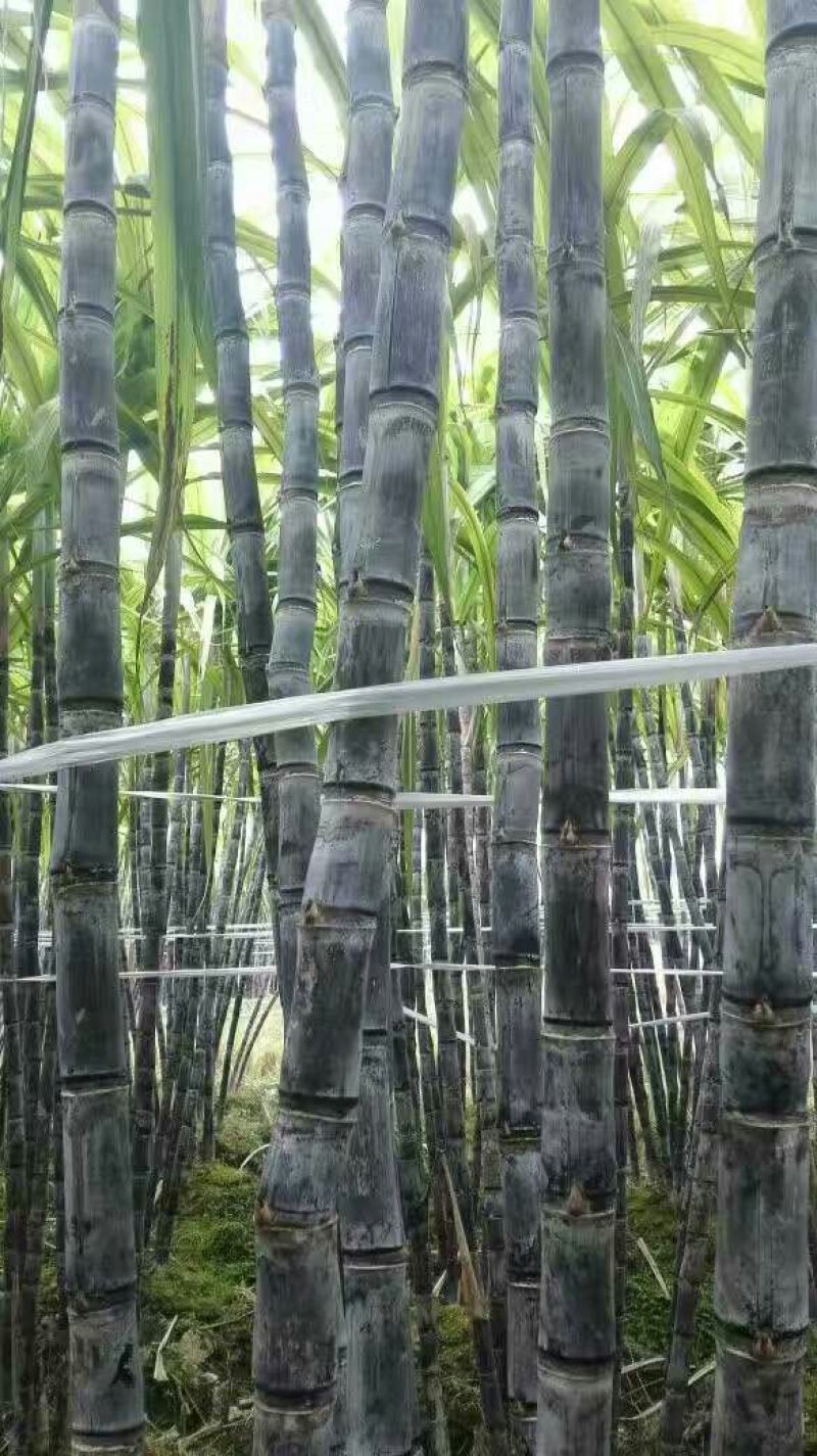 。。黑皮甘蔗5~6cm2~3米6~8斤，质量保证