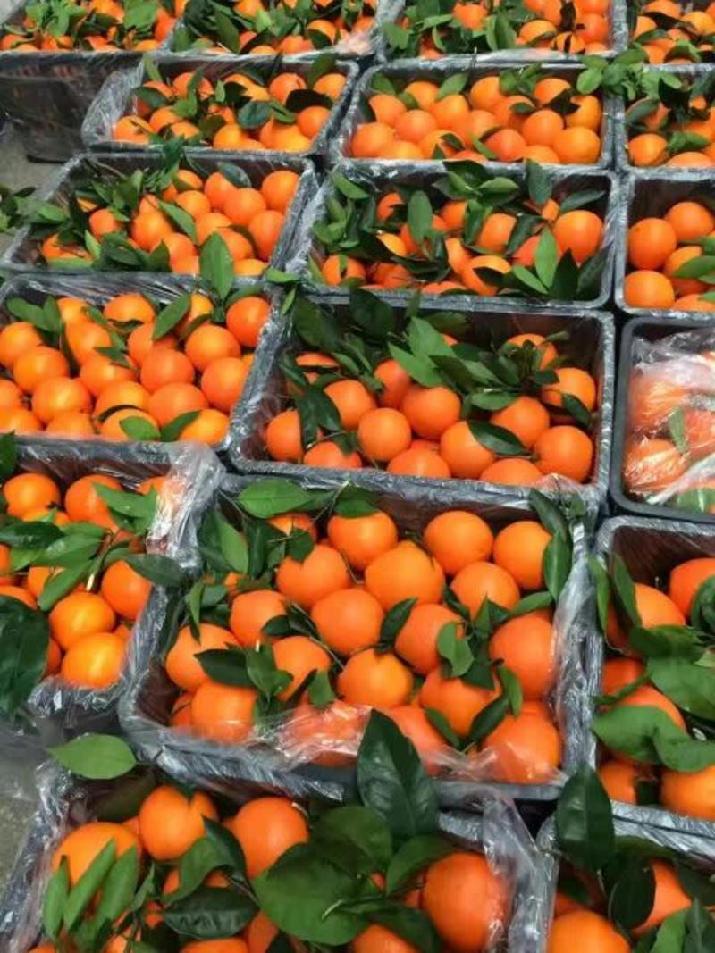 湖北宜昌秭归血橙65~70mm。果肉是红色的一种脆甜橙