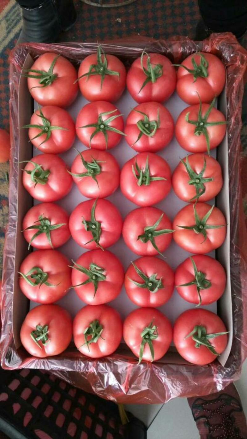 精品硬粉西红柿弧三以上质量好价格优口感番茄水果西红柿