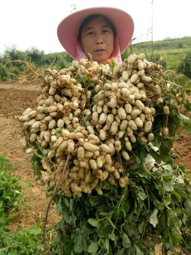 罗汉果花生干货带壳