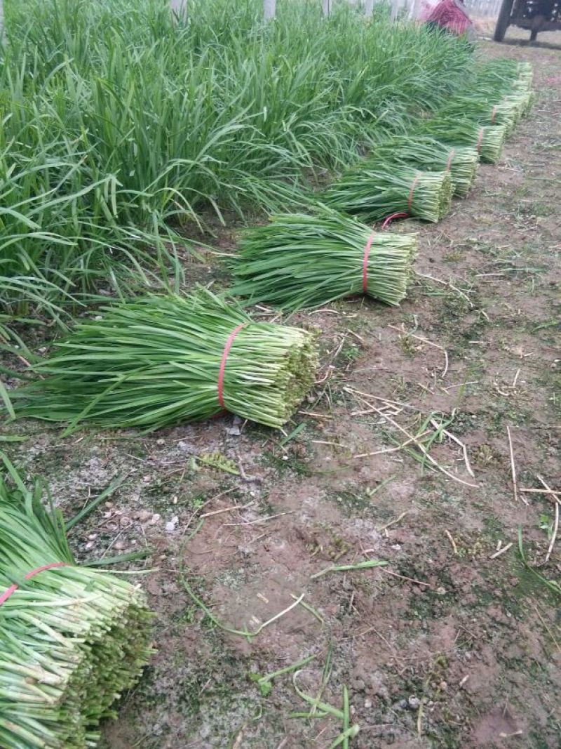 平韭6号韭菜二茬