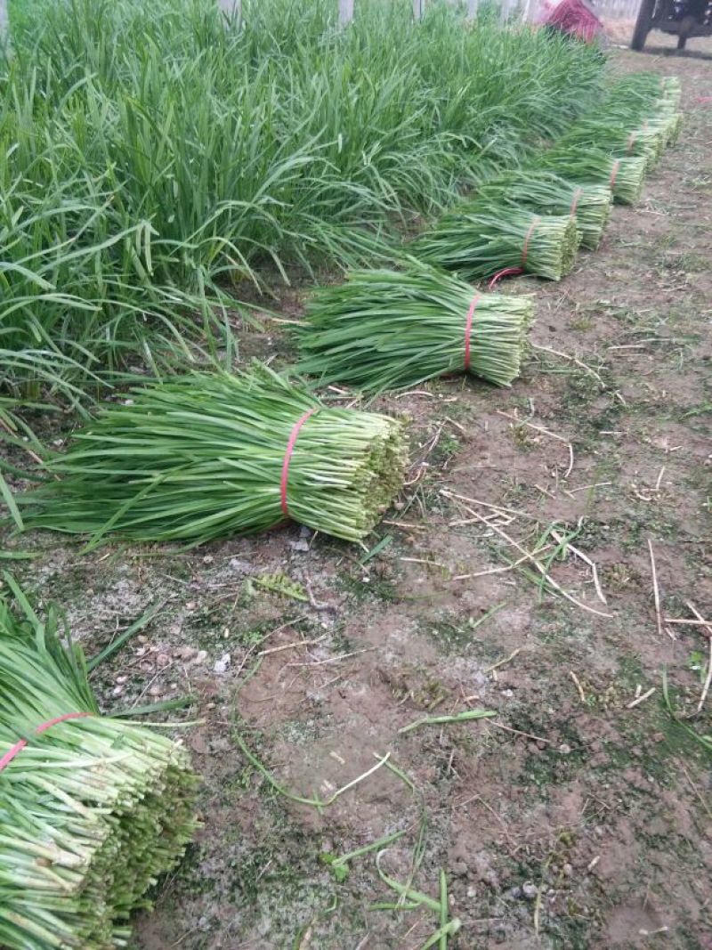 平韭6号韭菜二茬
