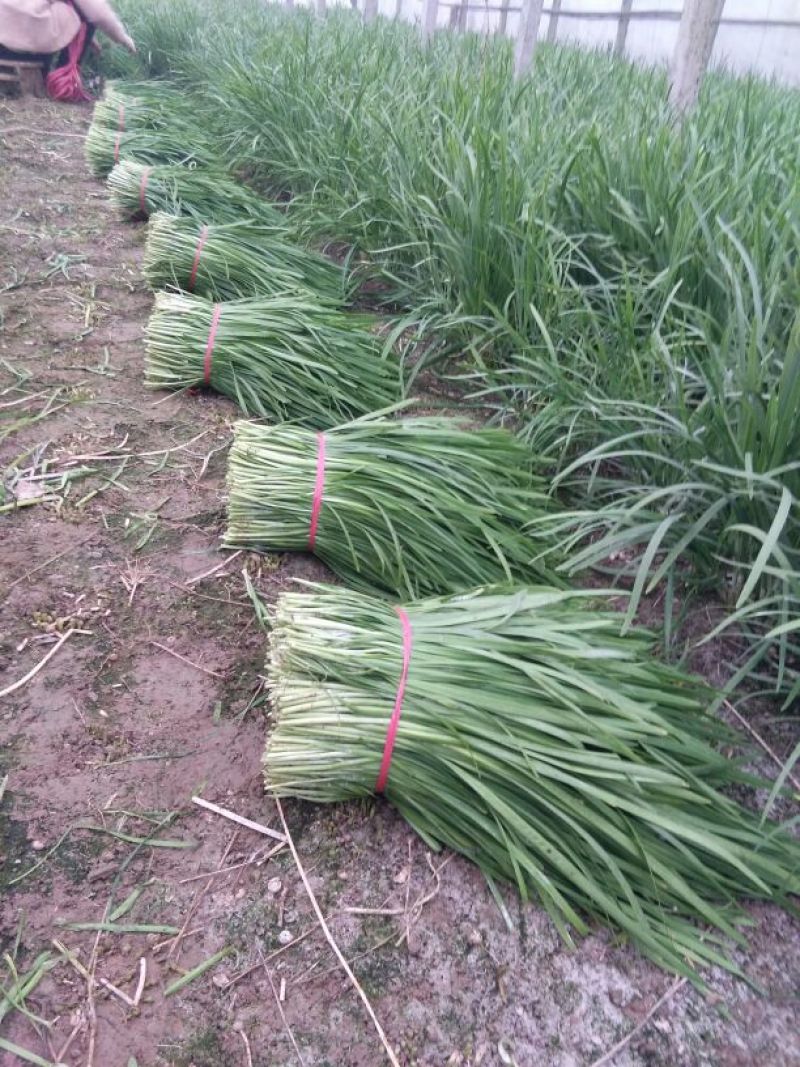 平韭6号韭菜二茬