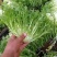 苦菊15~20cm
