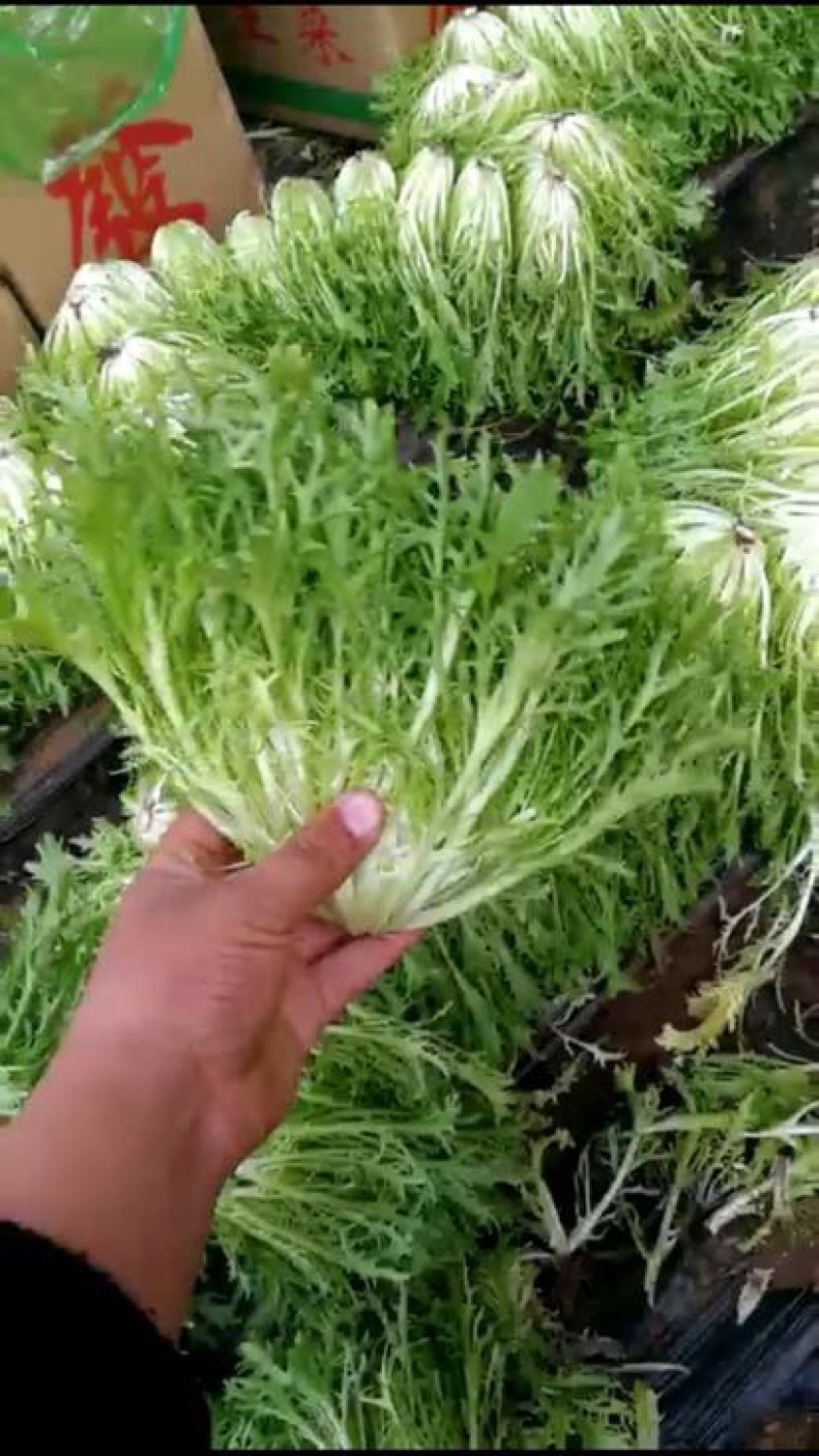 苦菊15~20cm