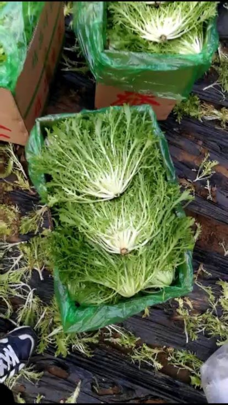 苦菊15~20cm