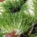 苦菊15~20cm