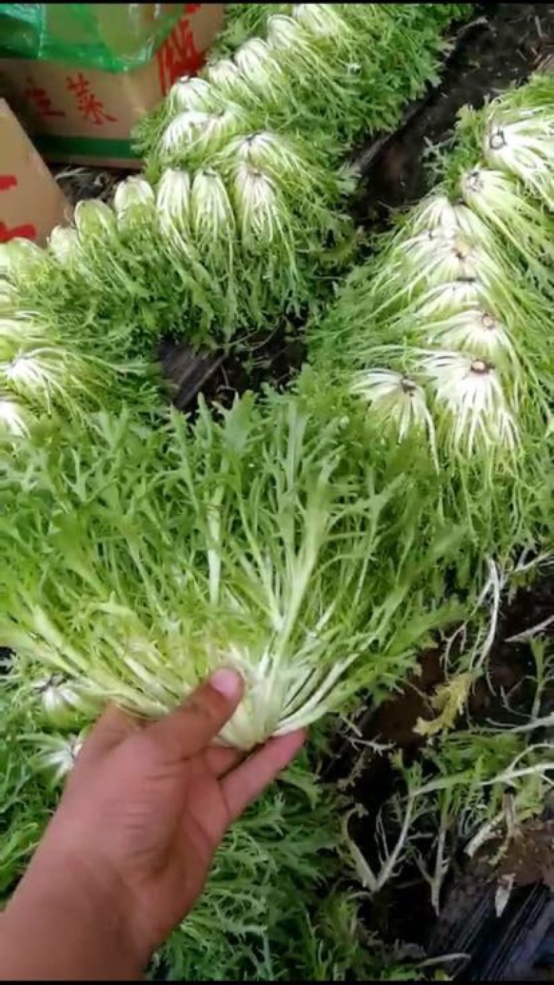 苦菊15~20cm