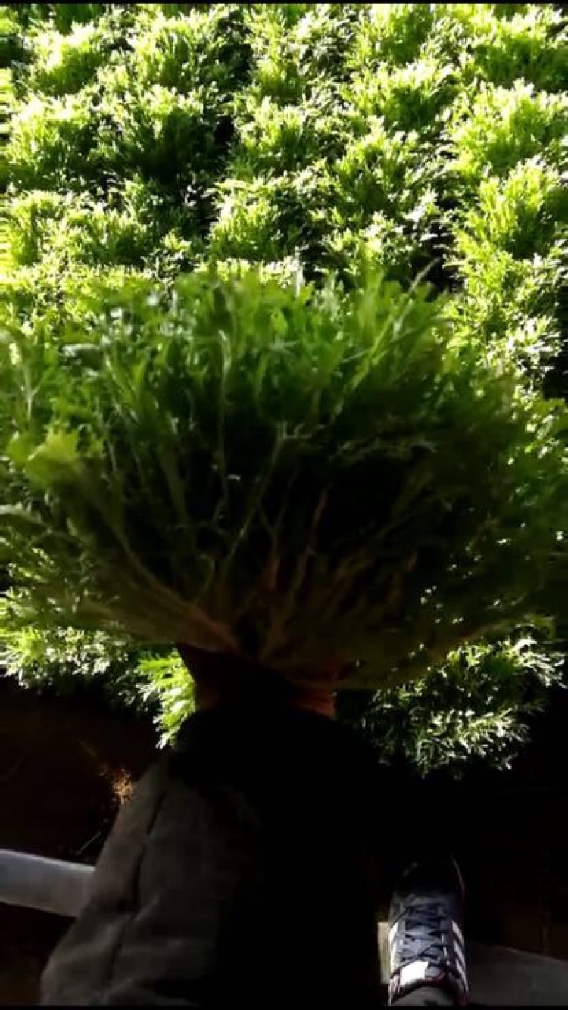 苦菊15~20cm