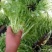 苦菊15~20cm