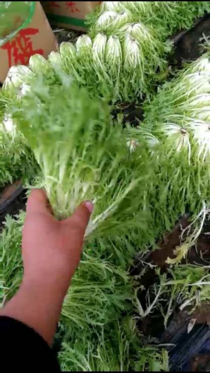 苦菊15~20cm