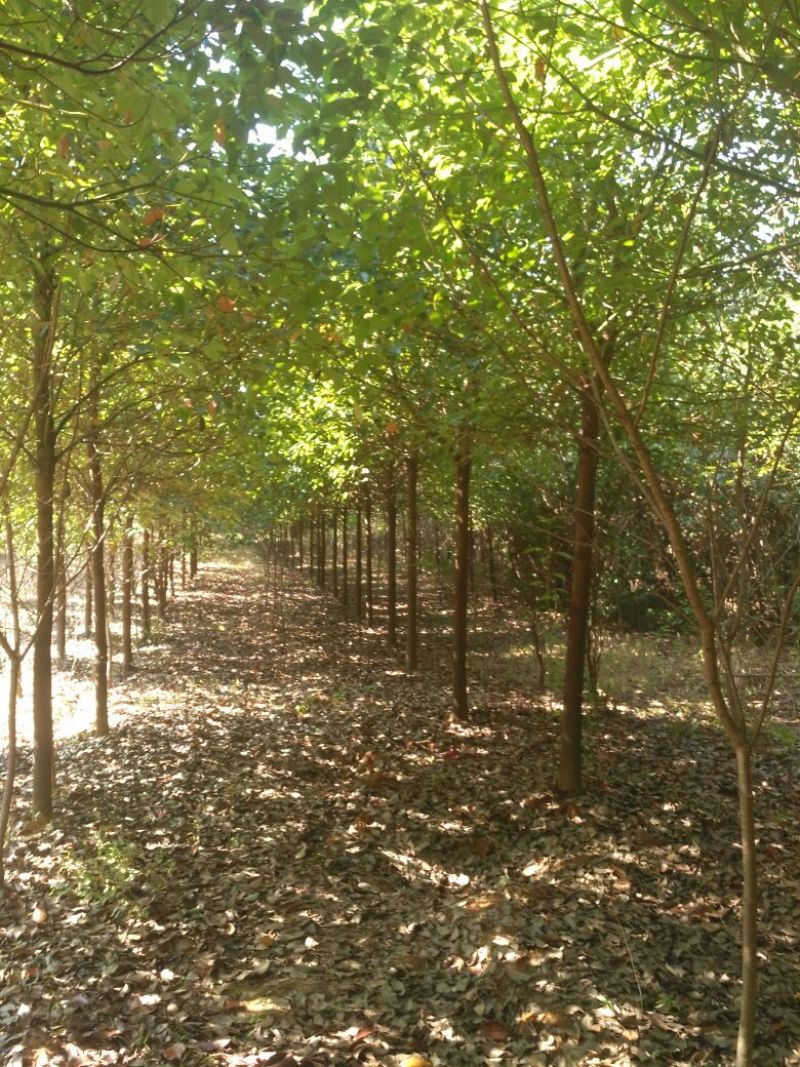 香樟，樟树大小叶，光杆全冠骨架，2到18公分，一棵包邮