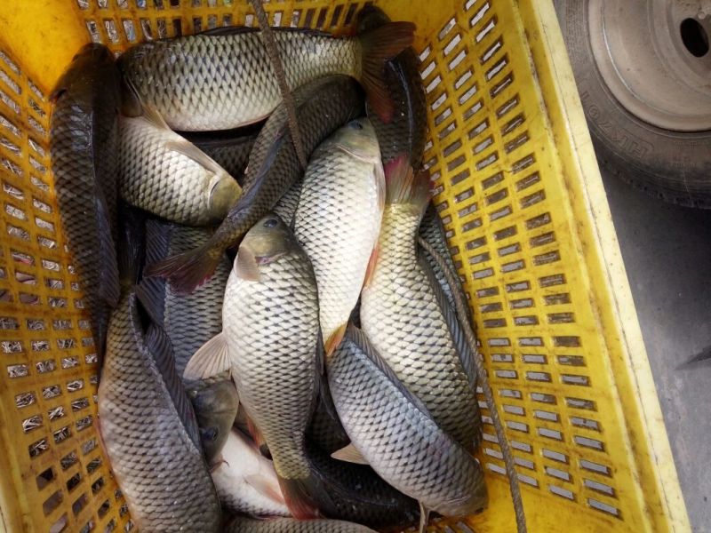 建鲤食用0.5~1公斤