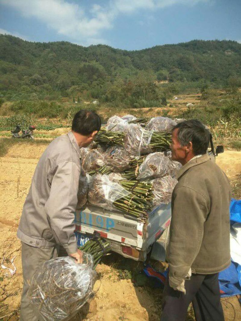 覆盆子苗