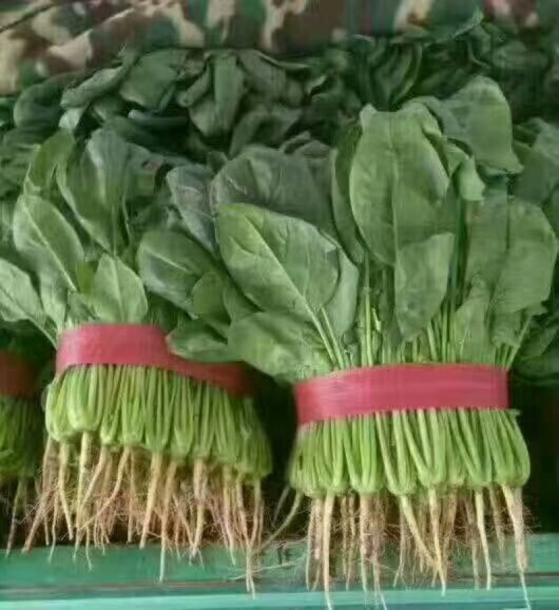 河北菠菜大叶菠菜15~20厘米-产地直供-品质保证
