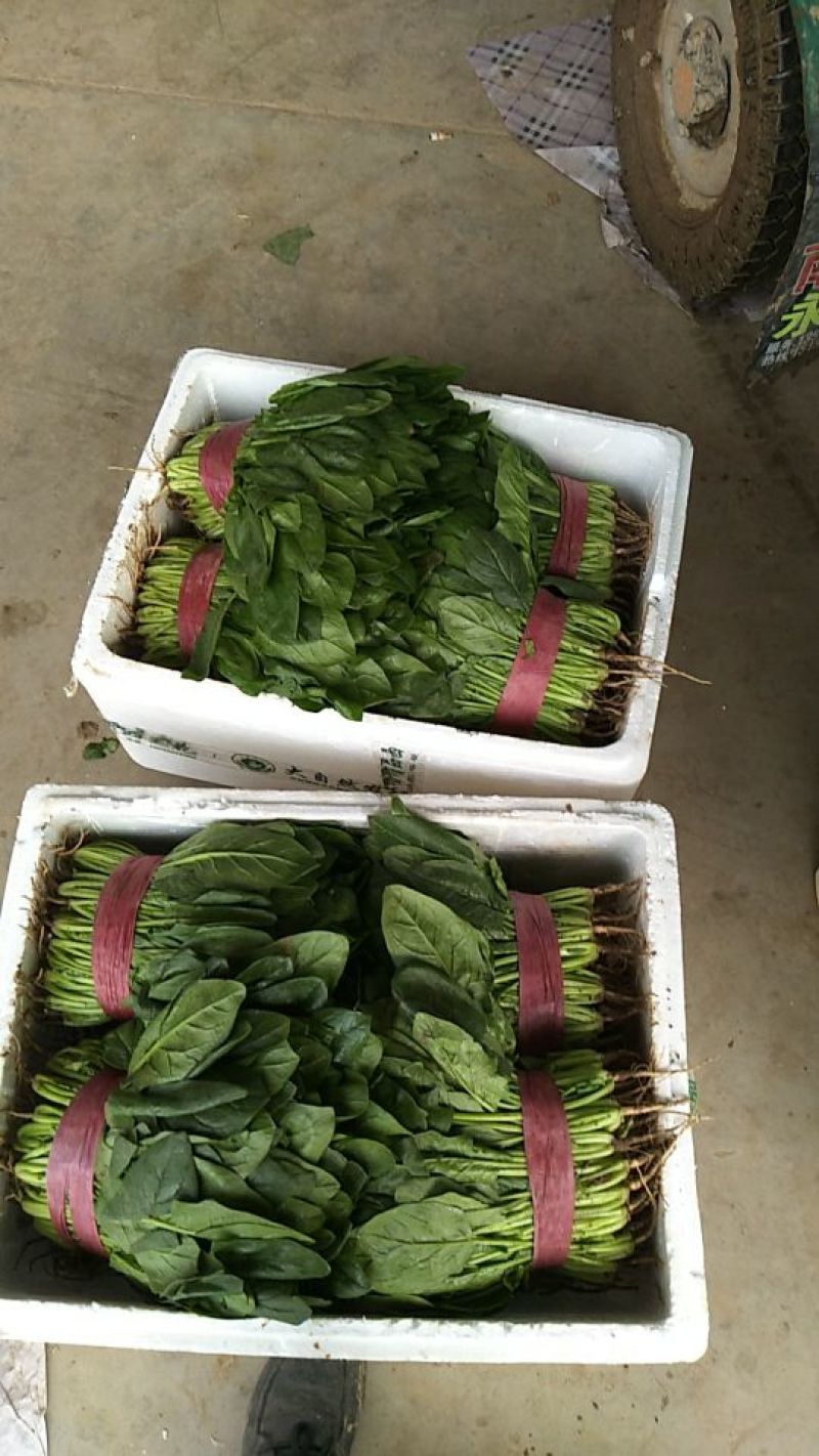 河北菠菜大叶菠菜15~20厘米-产地直供-品质保证