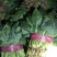 河北菠菜大叶菠菜15~20厘米-产地直供-品质保证