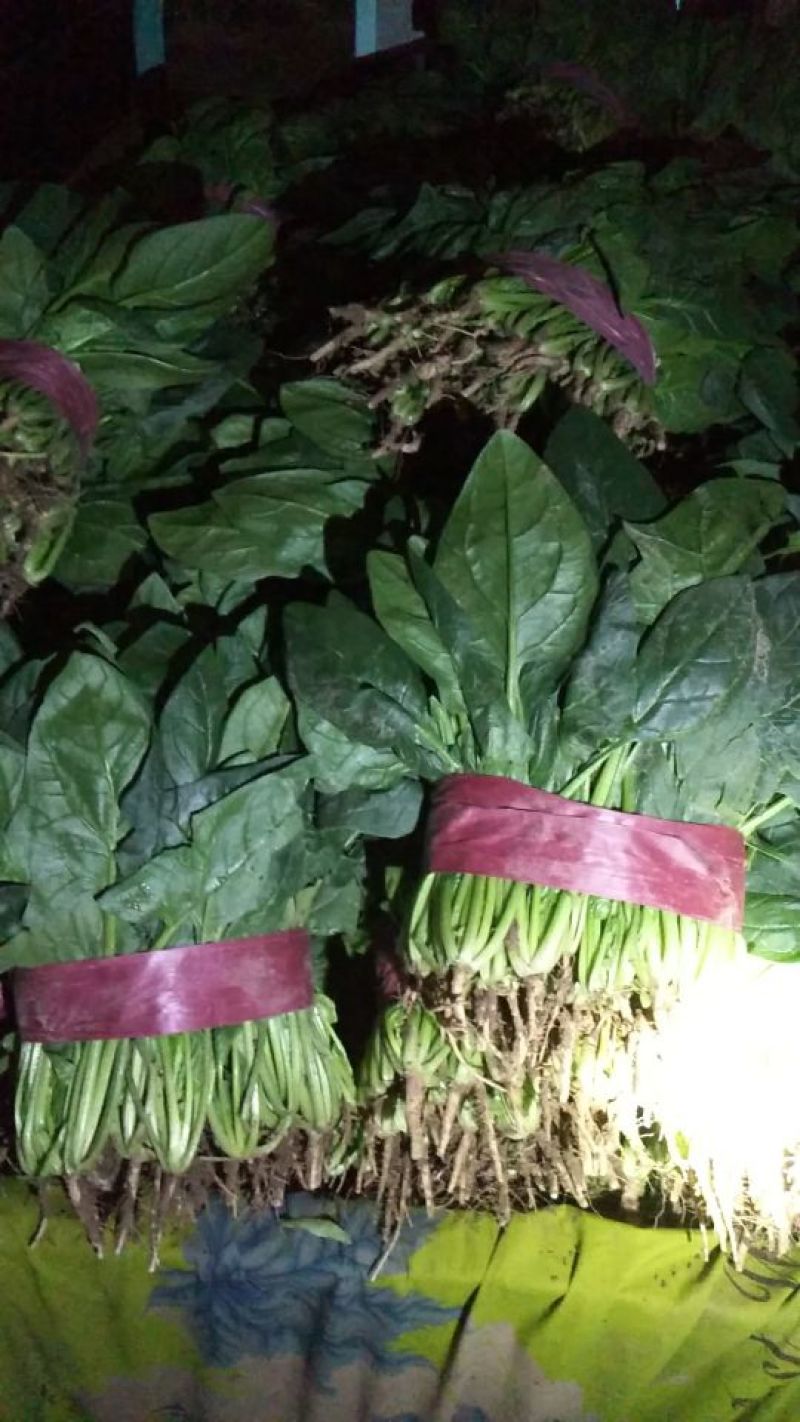 河北菠菜大叶菠菜15~20厘米-产地直供-品质保证