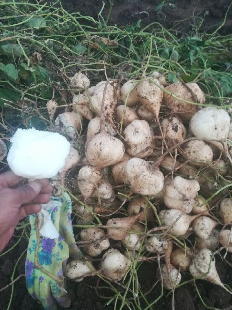 凉薯500~1000g
