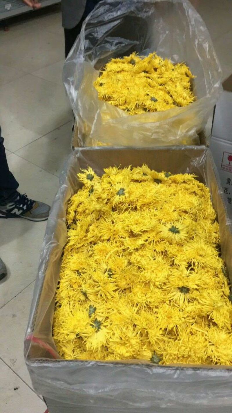 皇菊茶一级