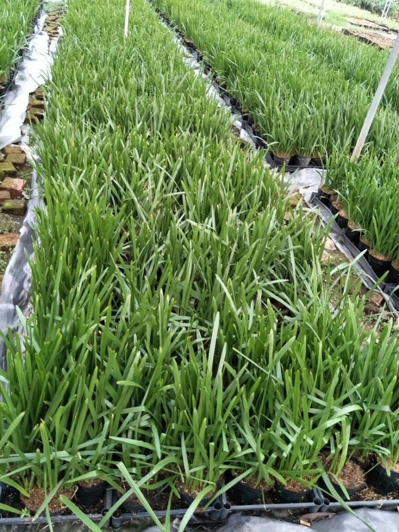 中东海枣银海枣庭院行道小区农庄绿植美观好养