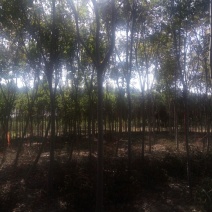 栾树14~16cm14~16cm3.5~4米