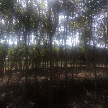 栾树14~16cm14~16cm3.5~4米