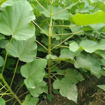 梓树2~4cm2.5~3米