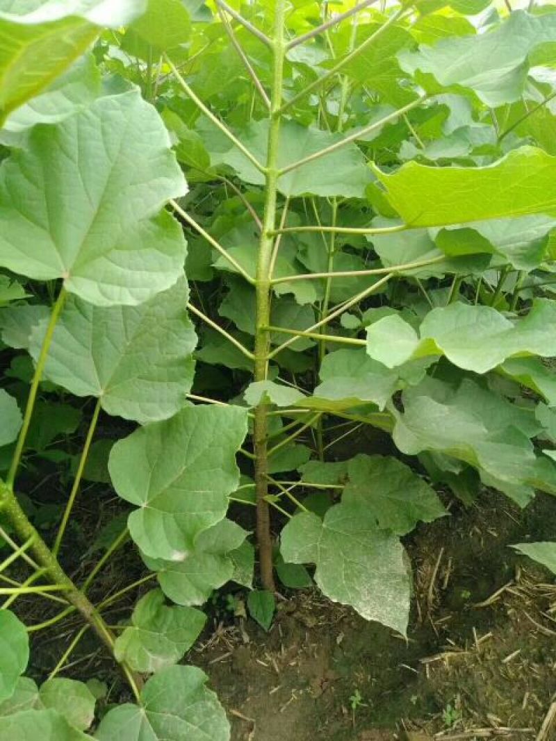 梓树2~4cm2.5~3米