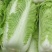【热销】北京新三号大白菜3-5斤产地直发大量上市
