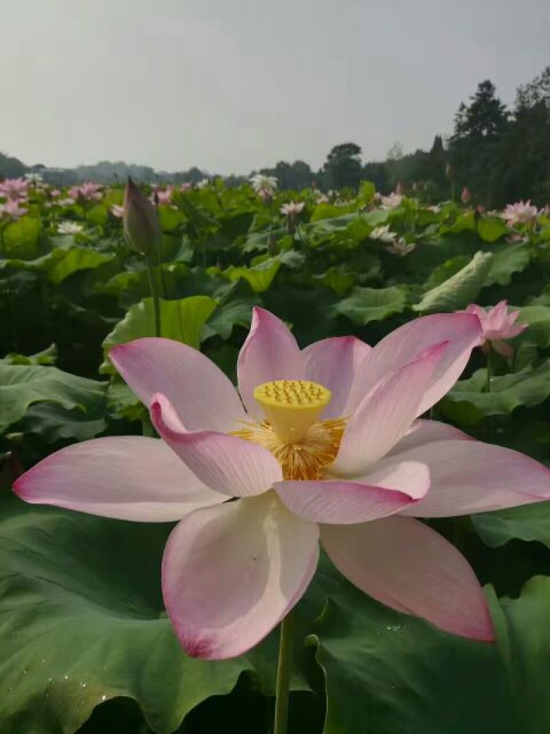 白乌鱼