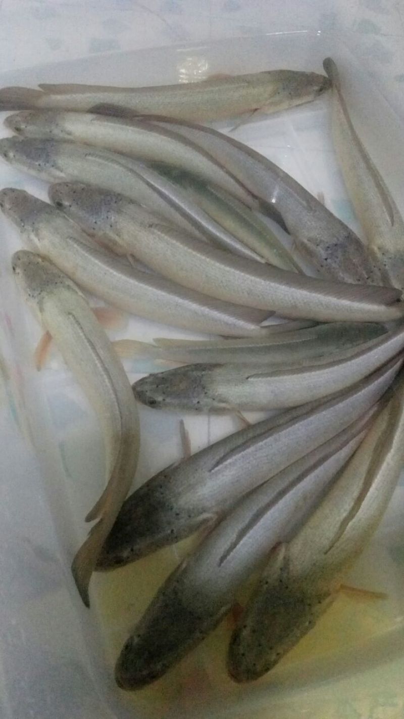 白乌鱼