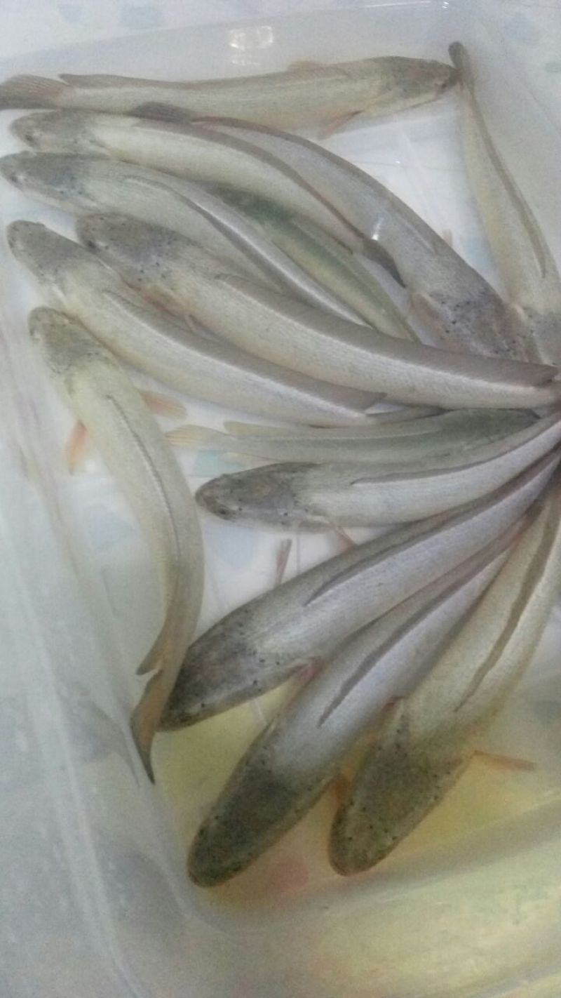 白乌鱼