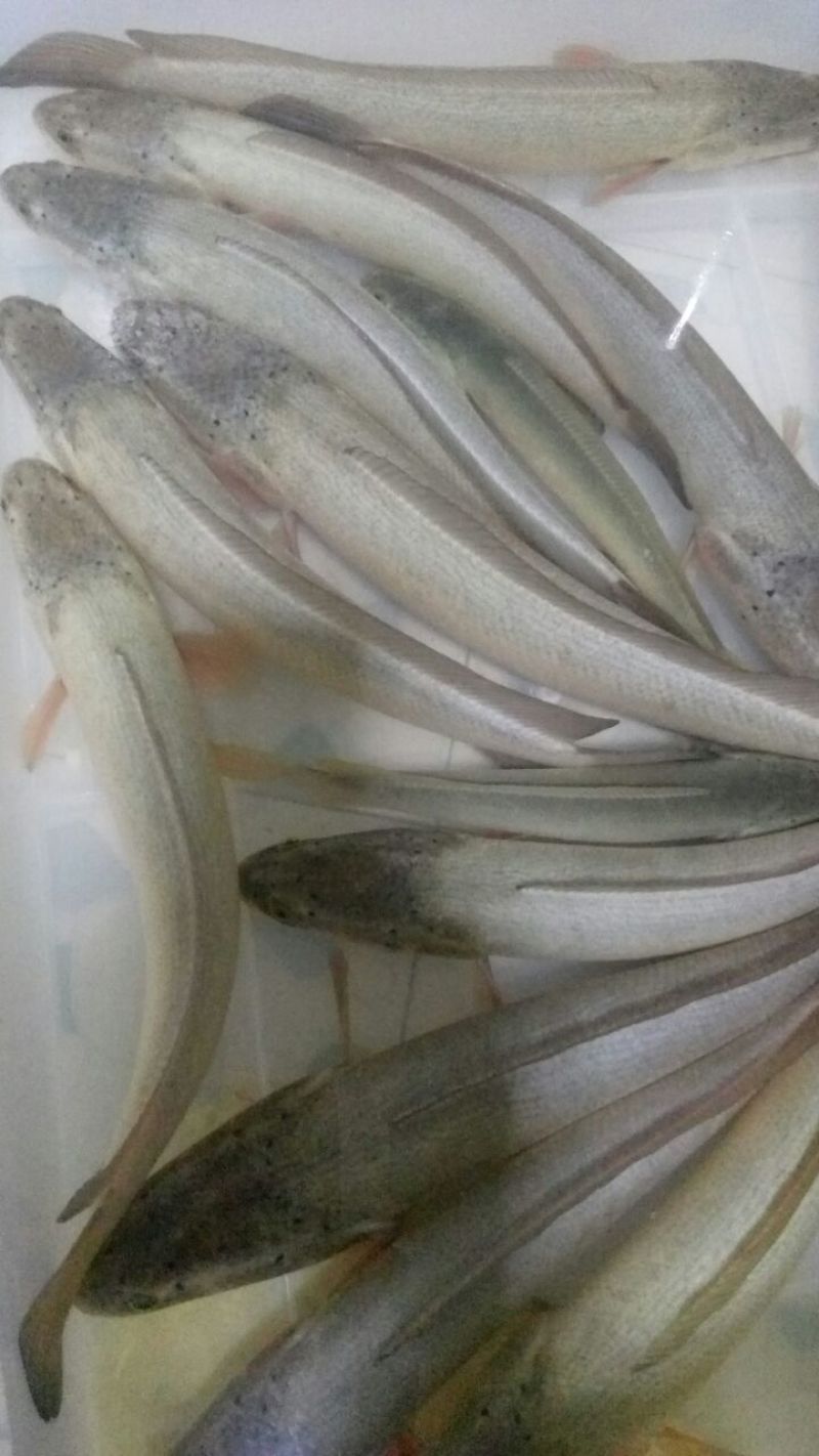 白乌鱼