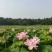 白乌鱼