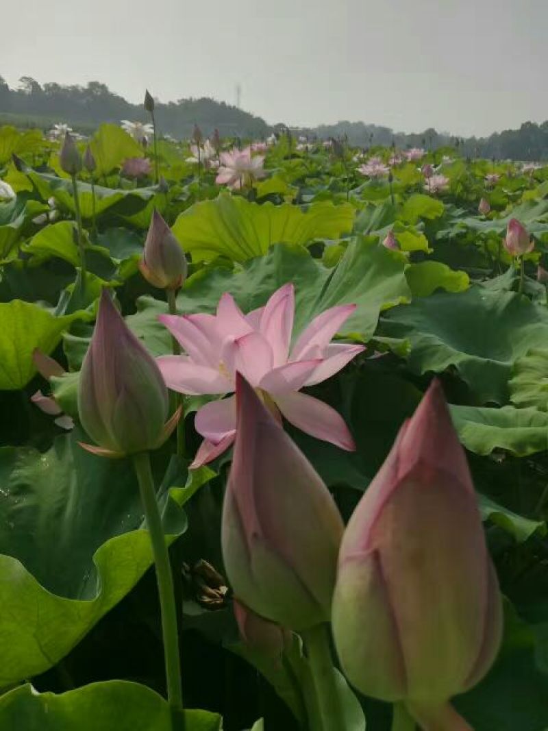 白乌鱼