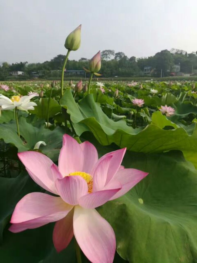 白乌鱼