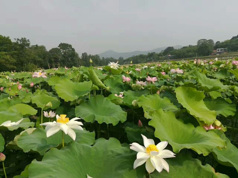 白乌鱼
