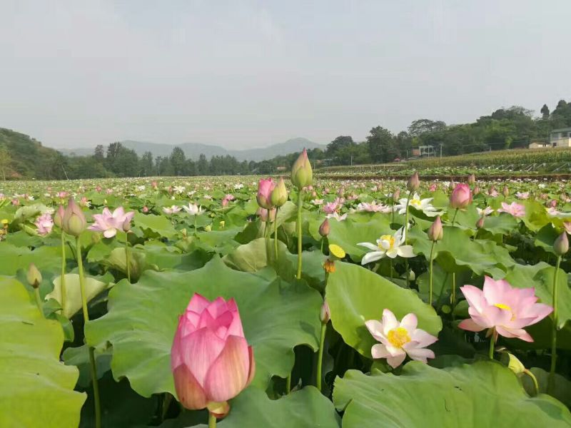 白乌鱼