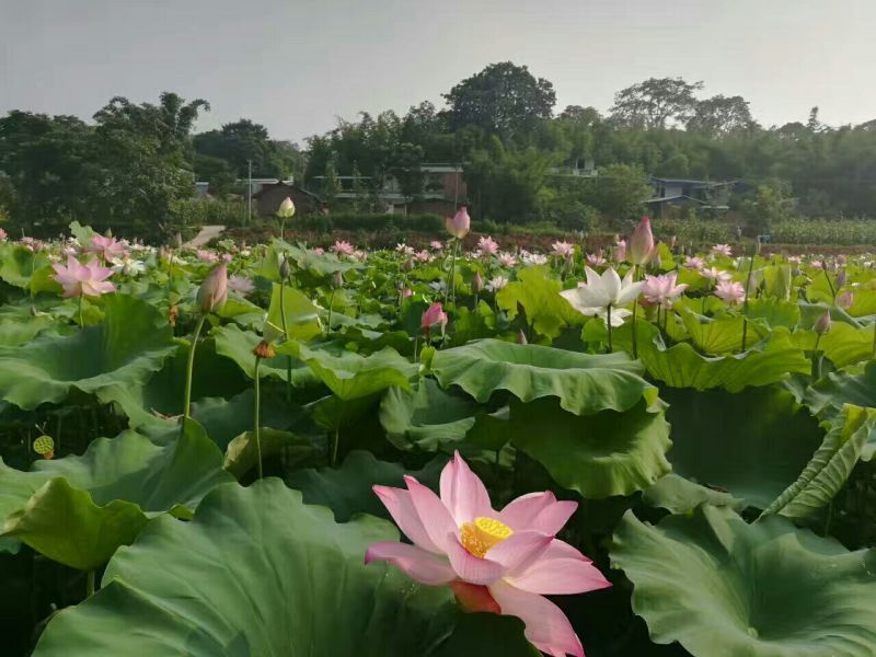 白乌鱼